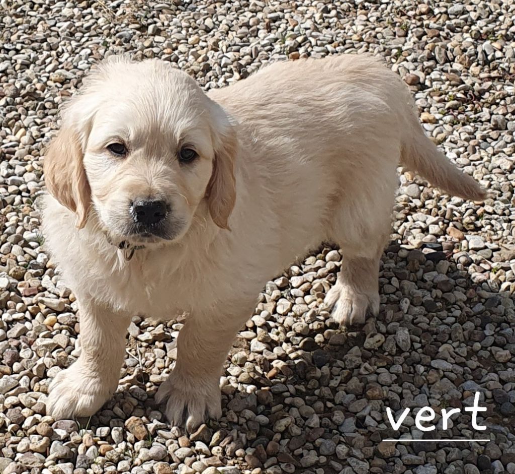 De L'harche De Repand - Chiot disponible  - Golden Retriever