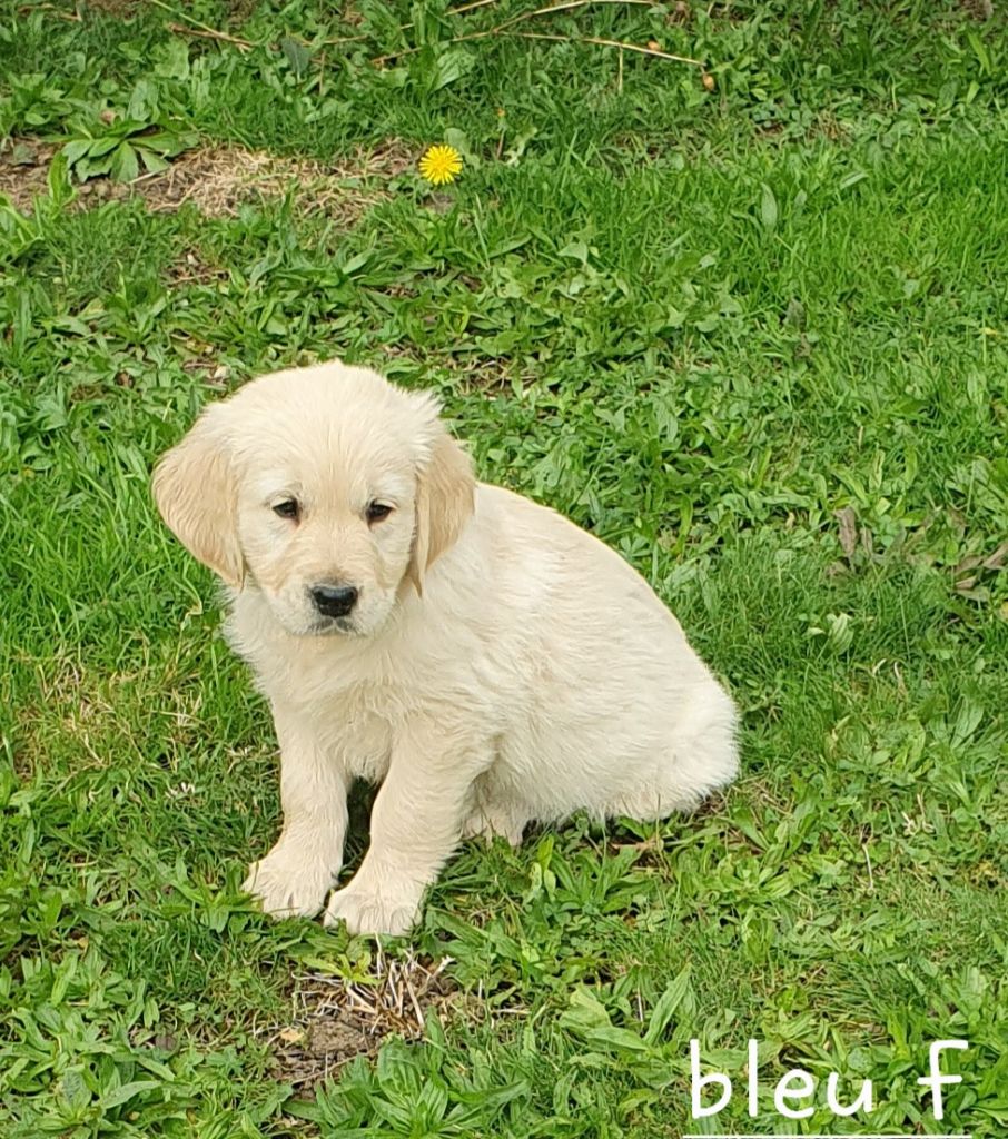 De L'harche De Repand - Chiot disponible  - Golden Retriever