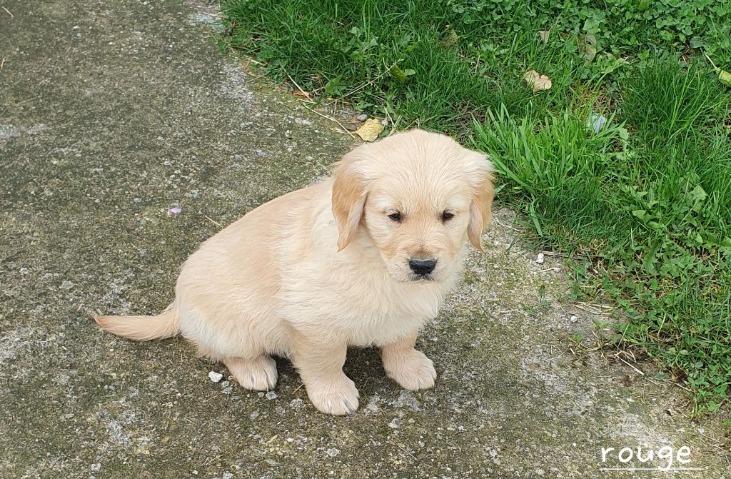 De L'harche De Repand - Chiot disponible  - Golden Retriever