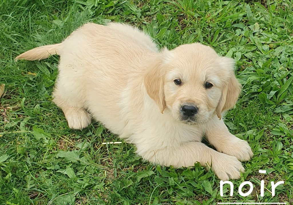 De L'harche De Repand - Chiot disponible  - Golden Retriever