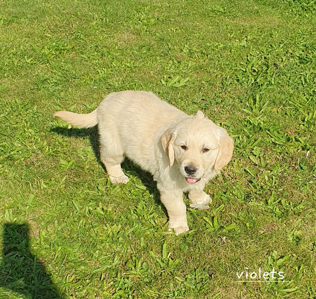 De L'harche De Repand - Chiot disponible  - Golden Retriever