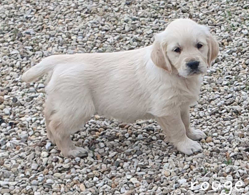 De L'harche De Repand - Chiot disponible  - Golden Retriever