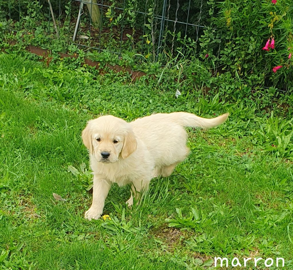 De L'harche De Repand - Chiot disponible  - Golden Retriever