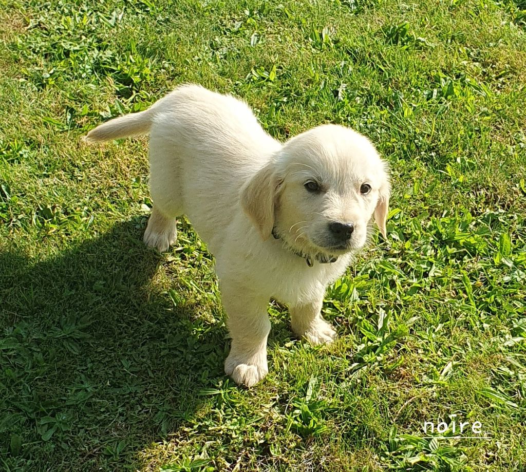 De L'harche De Repand - Chiot disponible  - Golden Retriever