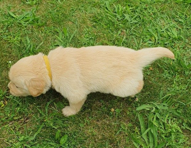 De L'harche De Repand - Chiot disponible  - Golden Retriever