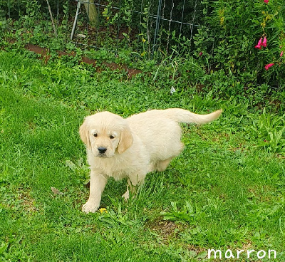 De L'harche De Repand - Golden Retriever - Portée née le 07/08/2024