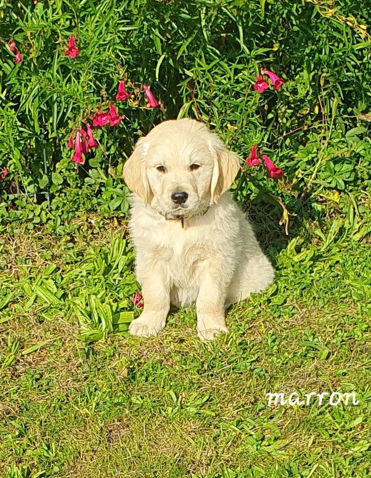 De L'harche De Repand - Chiot disponible  - Golden Retriever