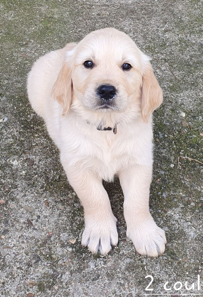 De L'harche De Repand - Chiot disponible  - Golden Retriever