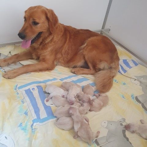 chiot Golden Retriever De L'harche De Repand