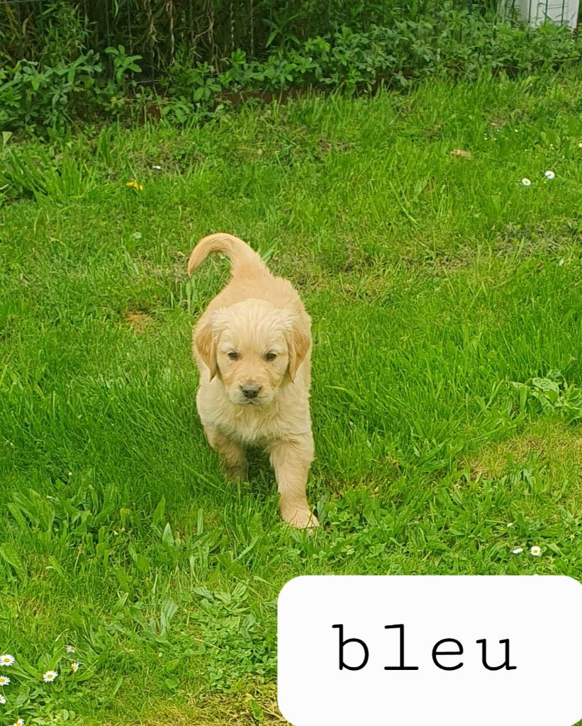 De L'harche De Repand - Chiots disponibles - Golden Retriever