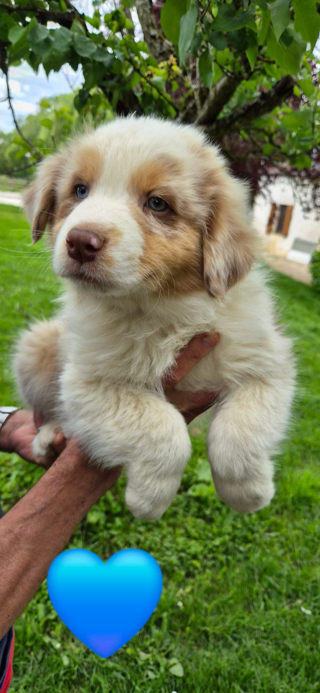 De L'harche De Repand - Chiots disponibles - Berger Australien