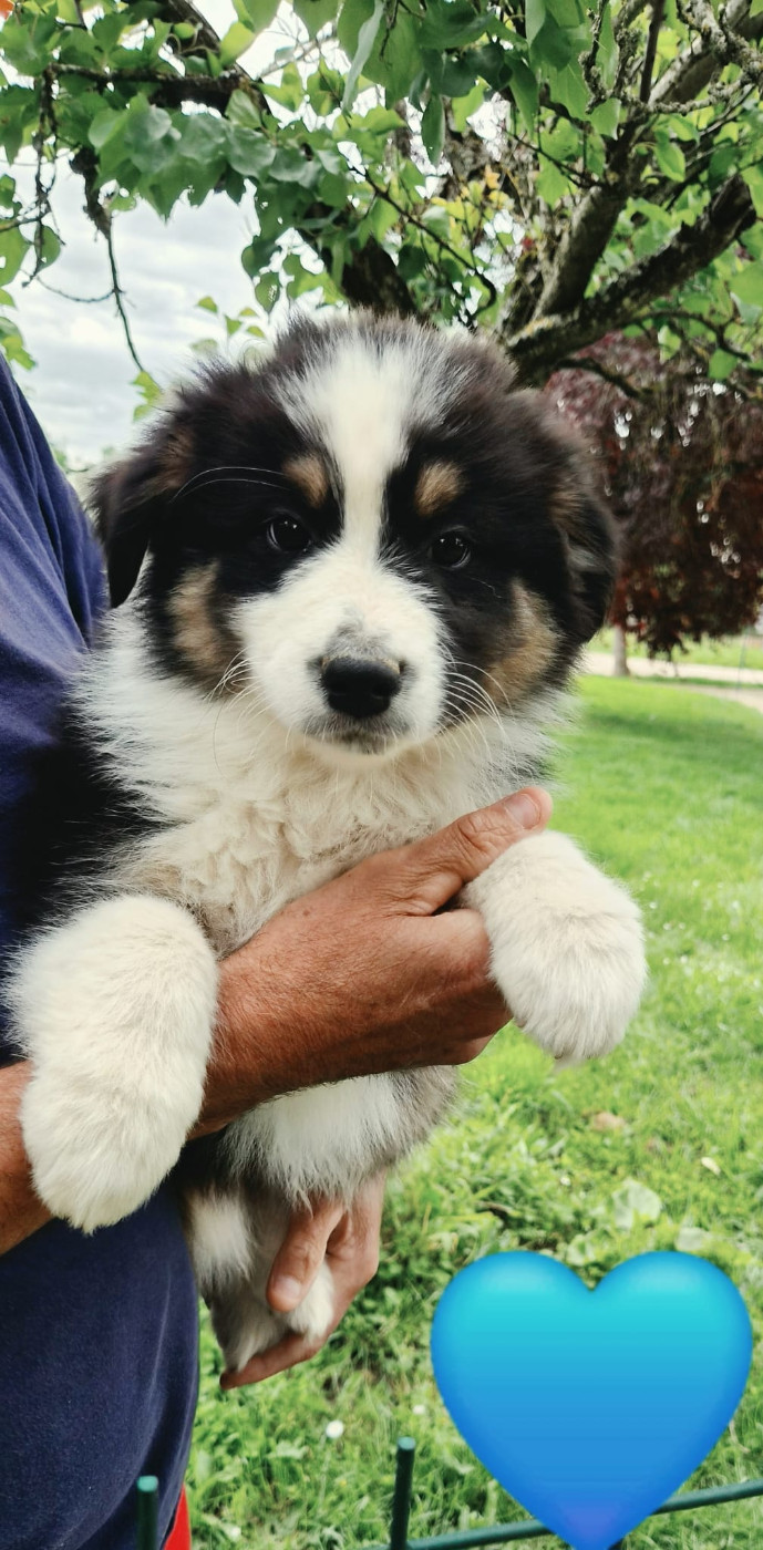 De L'harche De Repand - Chiots disponibles - Berger Australien