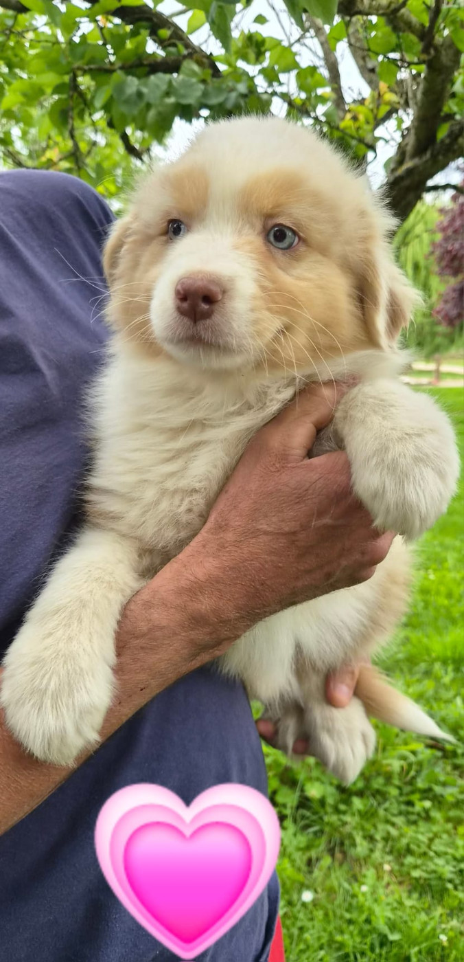 De L'harche De Repand - Chiots disponibles - Berger Australien