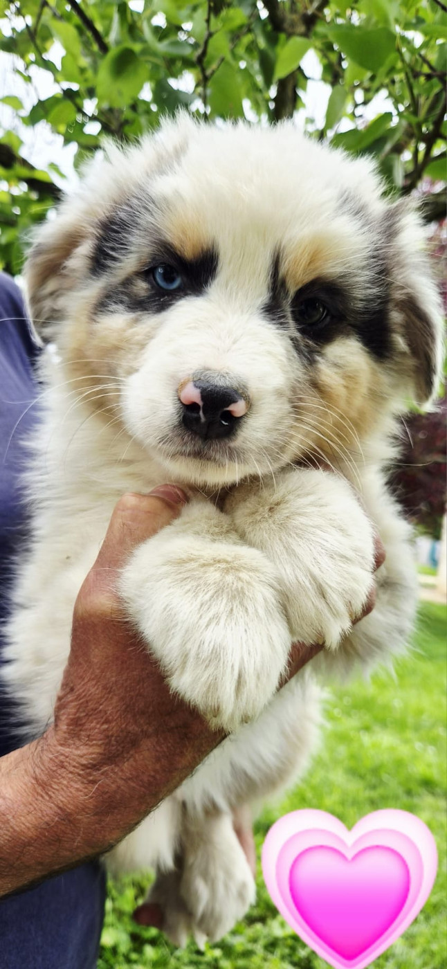 De L'harche De Repand - Chiots disponibles - Berger Australien