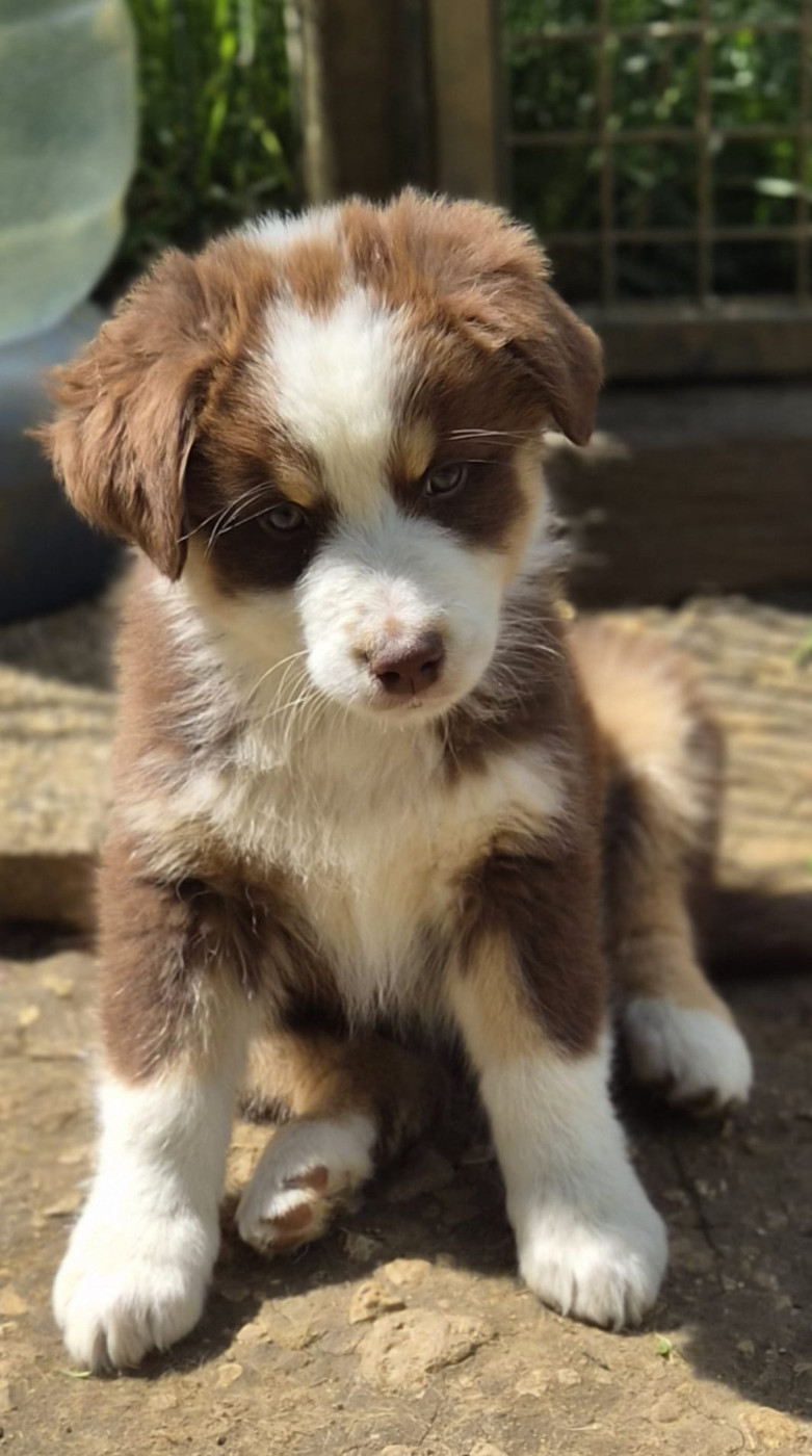 De L'harche De Repand - Chiots disponibles - Berger Australien