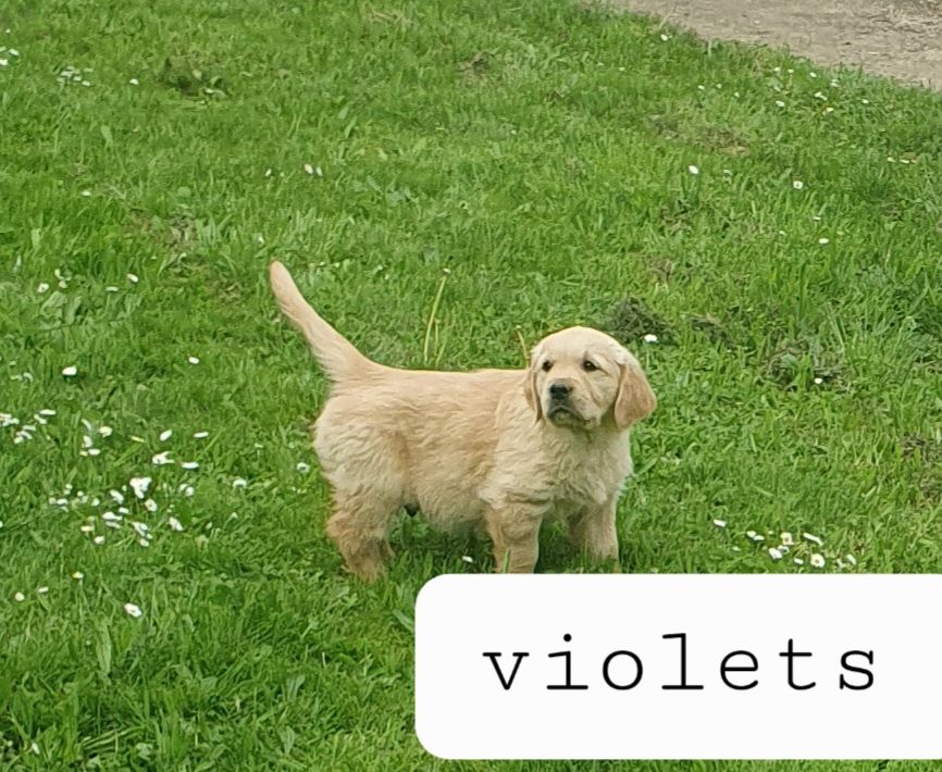 De L'harche De Repand - Chiots disponibles - Golden Retriever