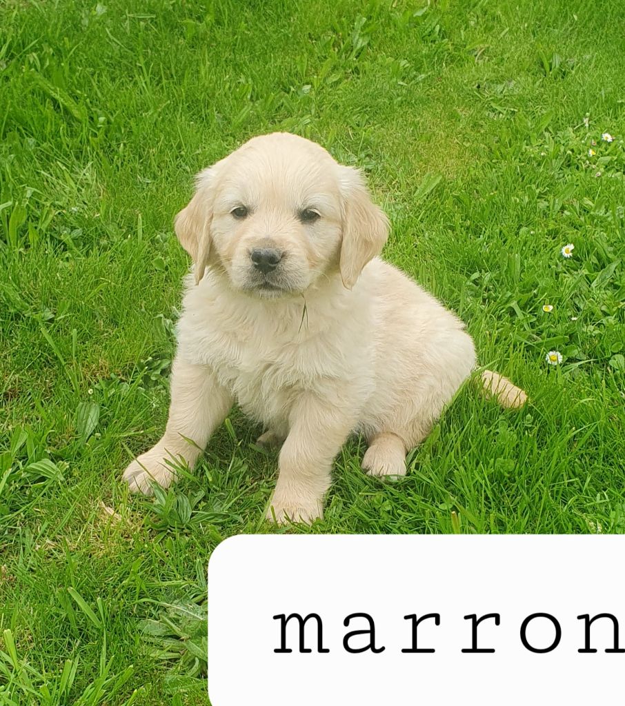 De L'harche De Repand - Chiots disponibles - Golden Retriever